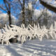 A hoar frost fence