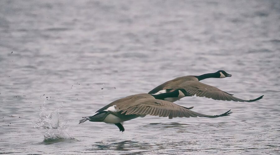 Canadian Geese pair taking off from the lake. This maneuver requires a tremendous amount of energy but is not a problem for such a powerful bird.