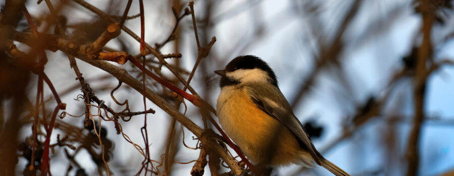 An encounter from a walkabout two days ago. A well concealed Chickadee.