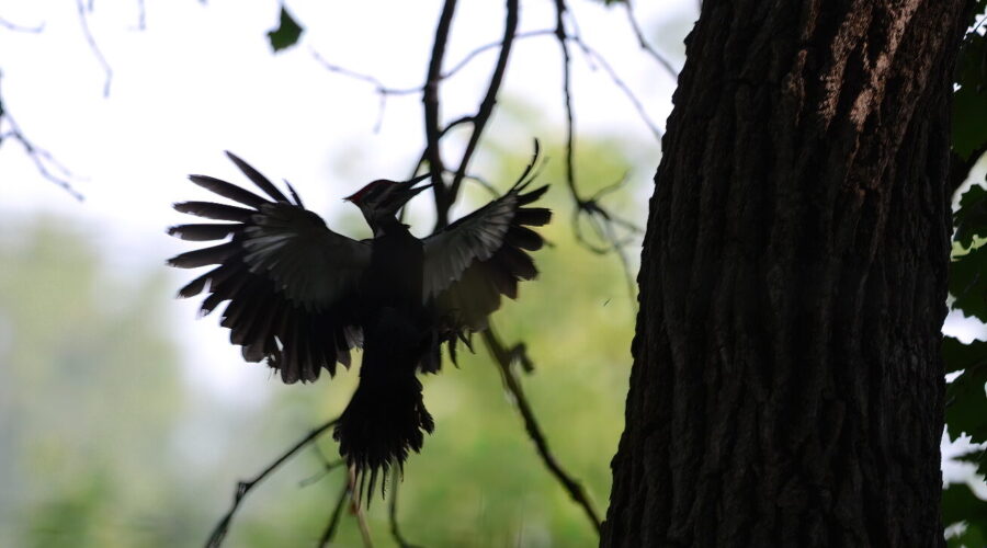 Woodland Jack hammers. The Pileated Woodpecker. Natures answer to a one-man demolition crew.