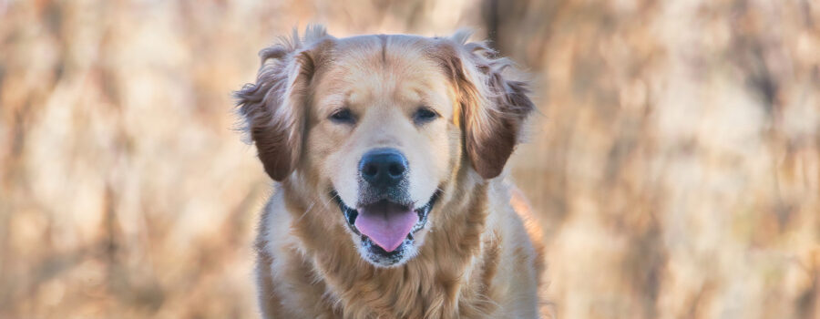A good photograph of my Golden Retriever, Bender, is my best buddy. He's always there to put a smile on my face.