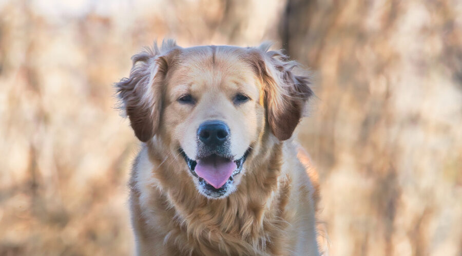 A good photograph of my Golden Retriever, Bender, is my best buddy. He's always there to put a smile on my face.