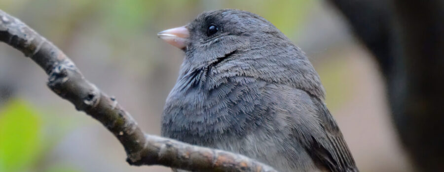 The junkin' Junco relaxing between meals on a branch.