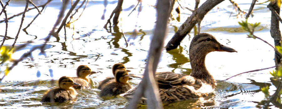 A Hen Mallard weaves her Ducklings through a maze of bramble as she seeks deeper cover. Discovering her and her brood was like finding treasures.