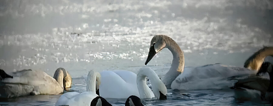 Wooden Swans float on a frigid river. Bodies covered with ice does not deter them from feeding in the sub-zero conditions.