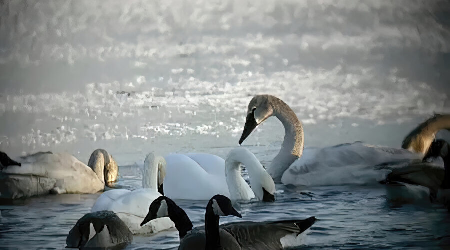 Wooden Swans float on a frigid river. Bodies covered with ice does not deter them from feeding in the sub-zero conditions.