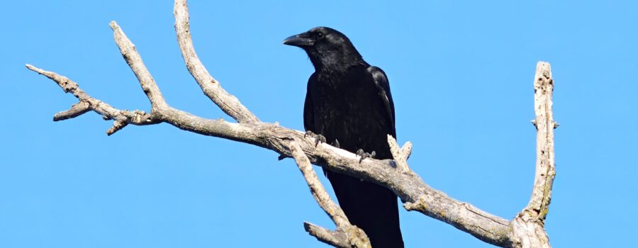 The mischievous Crow on the lookout