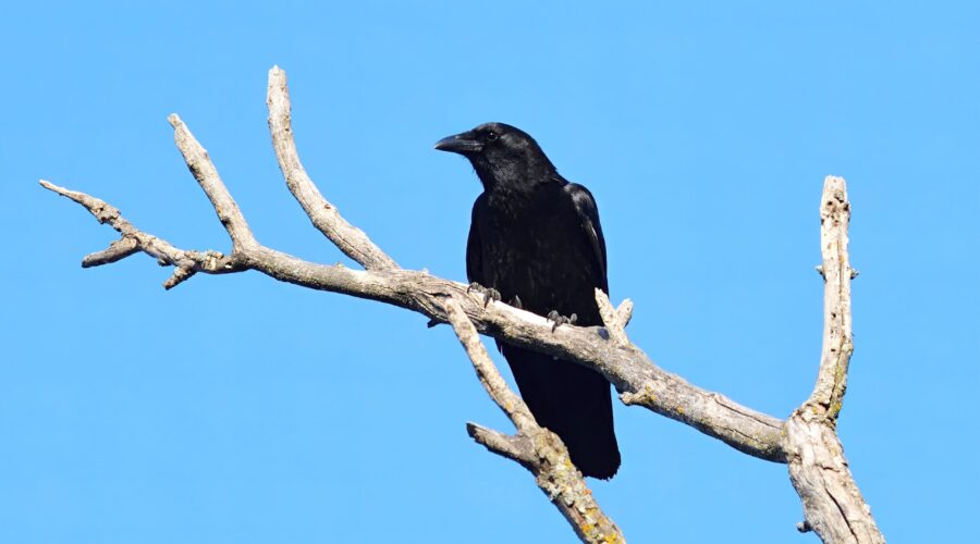 The mischievous Crow on the lookout