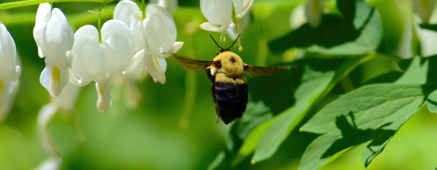 Bumblebees takes flight because they can.