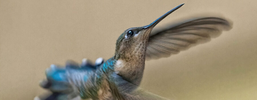 The tiniest warriors - Hummingbirds
