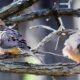 Courting Mourning Doves, birds of Peace, in a spat?
