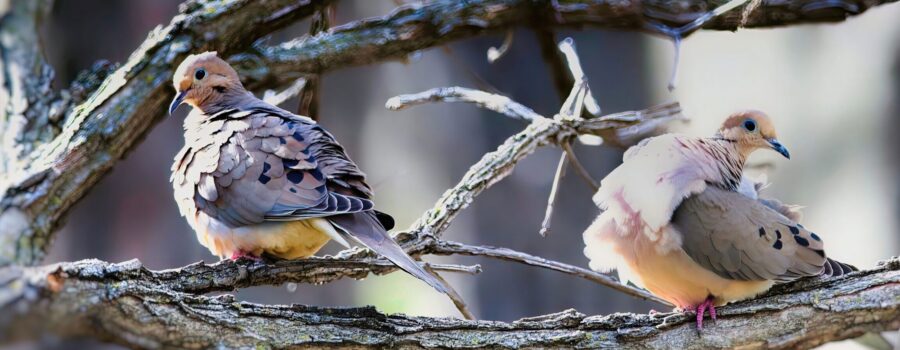 Courting Mourning Doves
