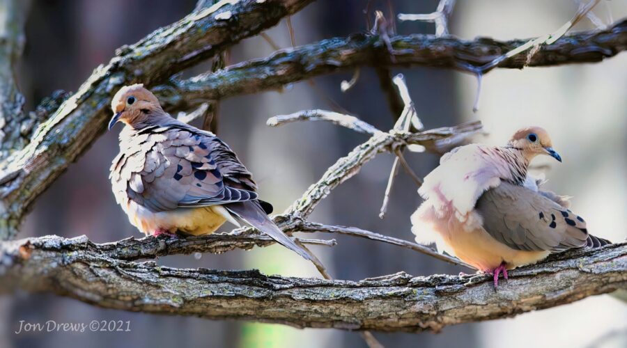 Courting Mourning Doves
