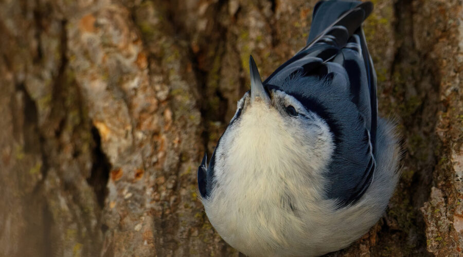 The Nuthatch is often seen hopping down the trunk of a tree upside down