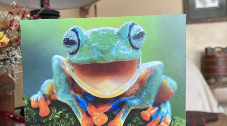 Just Breathe like this little Tree Frog