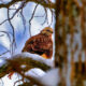 The impossible photo – Hawk at 35 below Windchill