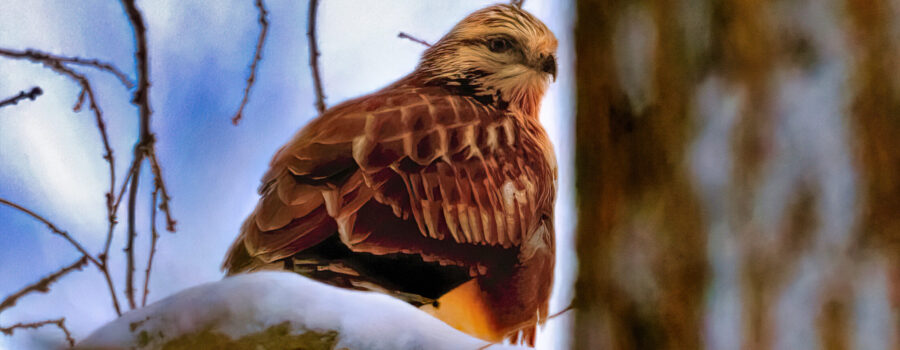 The impossible photo of a Red Tail Hawk