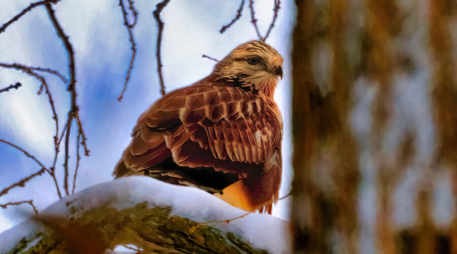 The impossible photo of a Red Tail Hawk