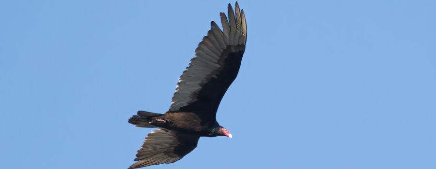 Turkey vultures are nature's sanitation engineers