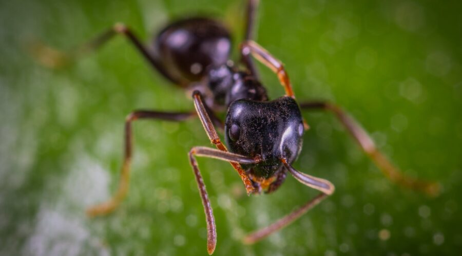 close up photo of ant